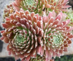 Sempervivum Sprite