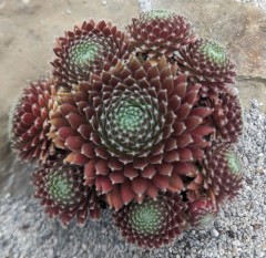 Sempervivum Sprite