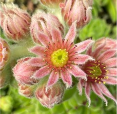 Sempervivum Vincetii