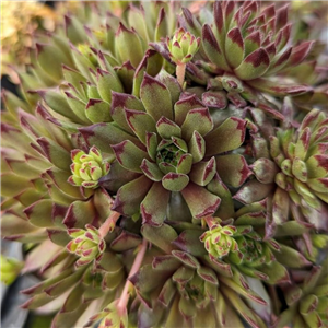 Sempervivum Zwergenom