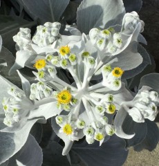 Senecio Angels Wings