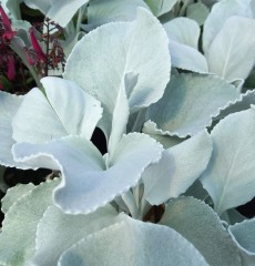 Senecio Angels Wings