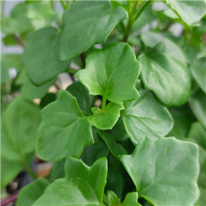 Senecio angulatus