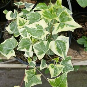 Senecio macroglossus Variegata