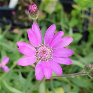 Senecio polyodon