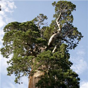 Sequoia sempervirens