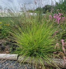 Sesleria autumnalis