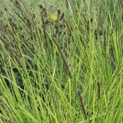 Sesleria autumnalis