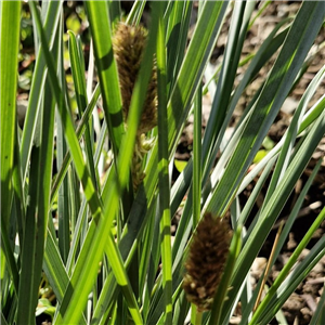 Sesleria heufleriana