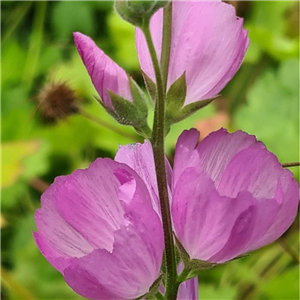 Sidalcea reptans