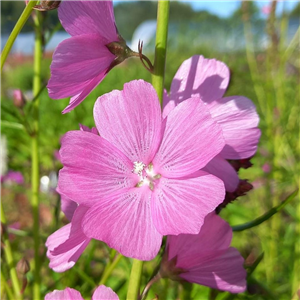 Sidalcea Rose Queen