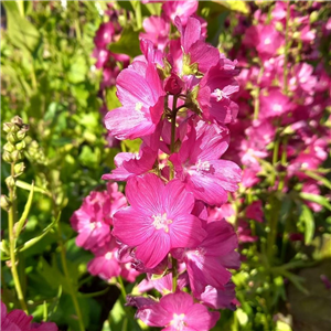 Sidalcea Wine Red