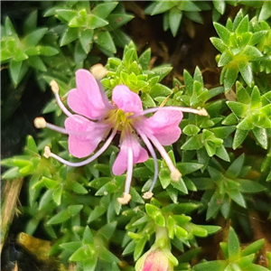 Silene acaulis Mount Snowdon