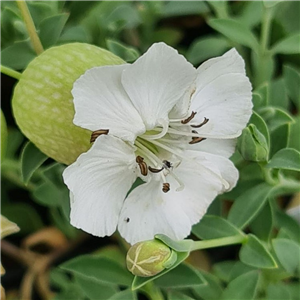 Silene maritima