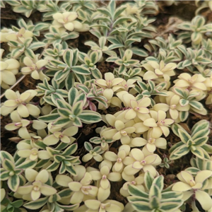 Silene uniflora Druetts Variegated