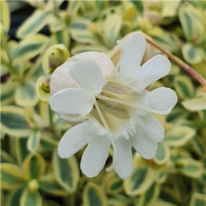 Silene uniflora Druetts Variegated