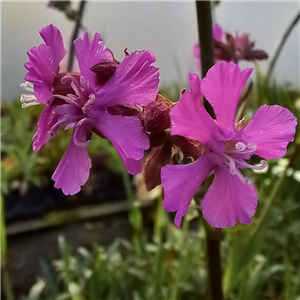 Silene yunnanensis