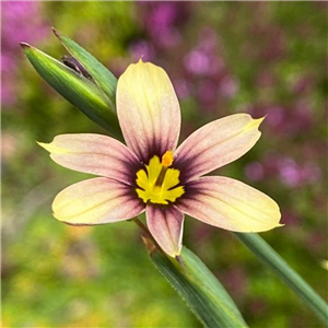 Sisyrinchium Biscuitella