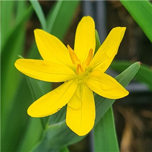 Sisyrinchium californicum