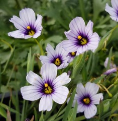 Sisyrinchium Dragons Eye