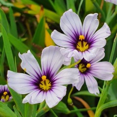 Sisyrinchium Dragons Eye