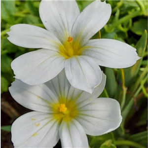 Sisyrinchium macounii album