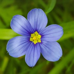 Sisyrinchium idahoense var. macounii Moody Blues