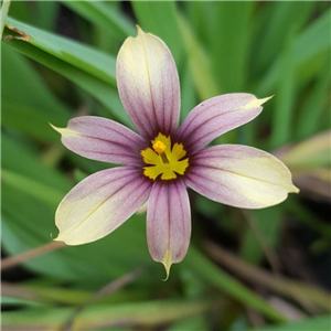 Sisyrinchium Raspberry