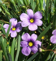 Sisyrinchium idahoense var. bellum Rocky Point