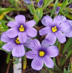 Sisyrinchium idahoense var. bellum Rocky Point