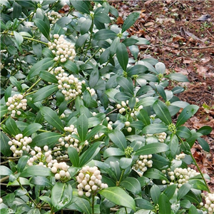 Skimmia confusa Kew White