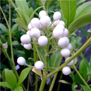 Skimmia japonica Fructo Alba