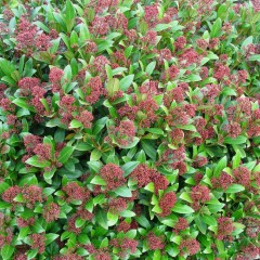 Skimmia japonica Rubella