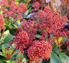 Skimmia japonica Rubella