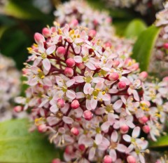 Skimmia japonica Rubella