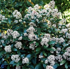 Skimmia japonica