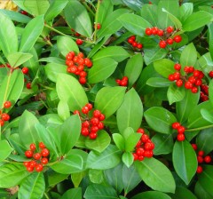 Skimmia japonica