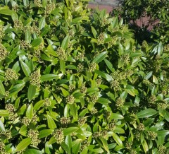 Skimmia confusa Kew Green