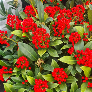 Skimmia japonica Pabella