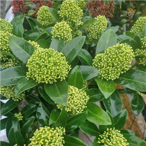 Skimmia confusa White Globe