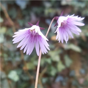 Soldanella carpatica x pusilla