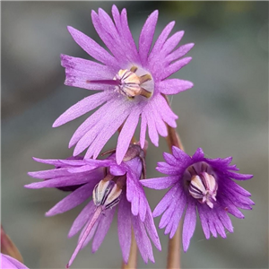 Soldanella montana