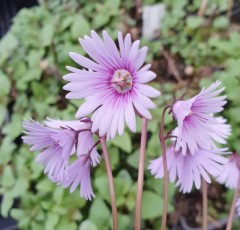 Soldanella Spring Symphony