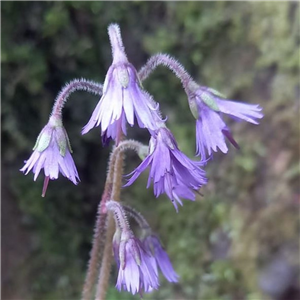 Soldanella villosa