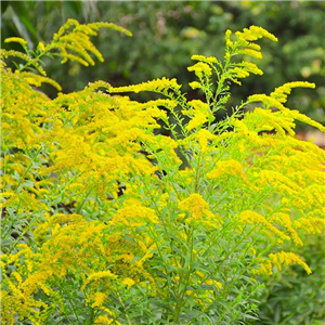 Solidago Goldenmosa