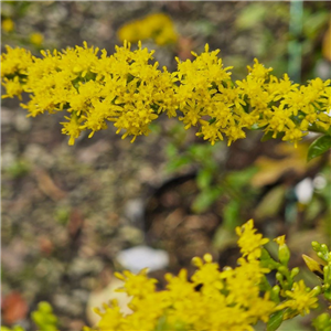 Solidago rugosa Fireworks