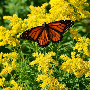 Solidago Golden Baby