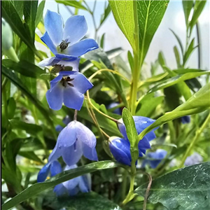 Sollya heterophylla