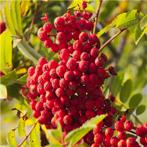 Sorbus aucuparia Cardinal Royal