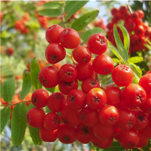 Sorbus aucuparia Sheerwater Seedling